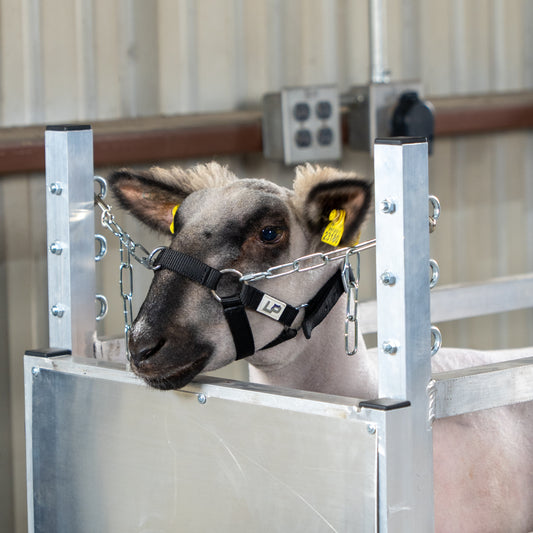 Treadmill Halter