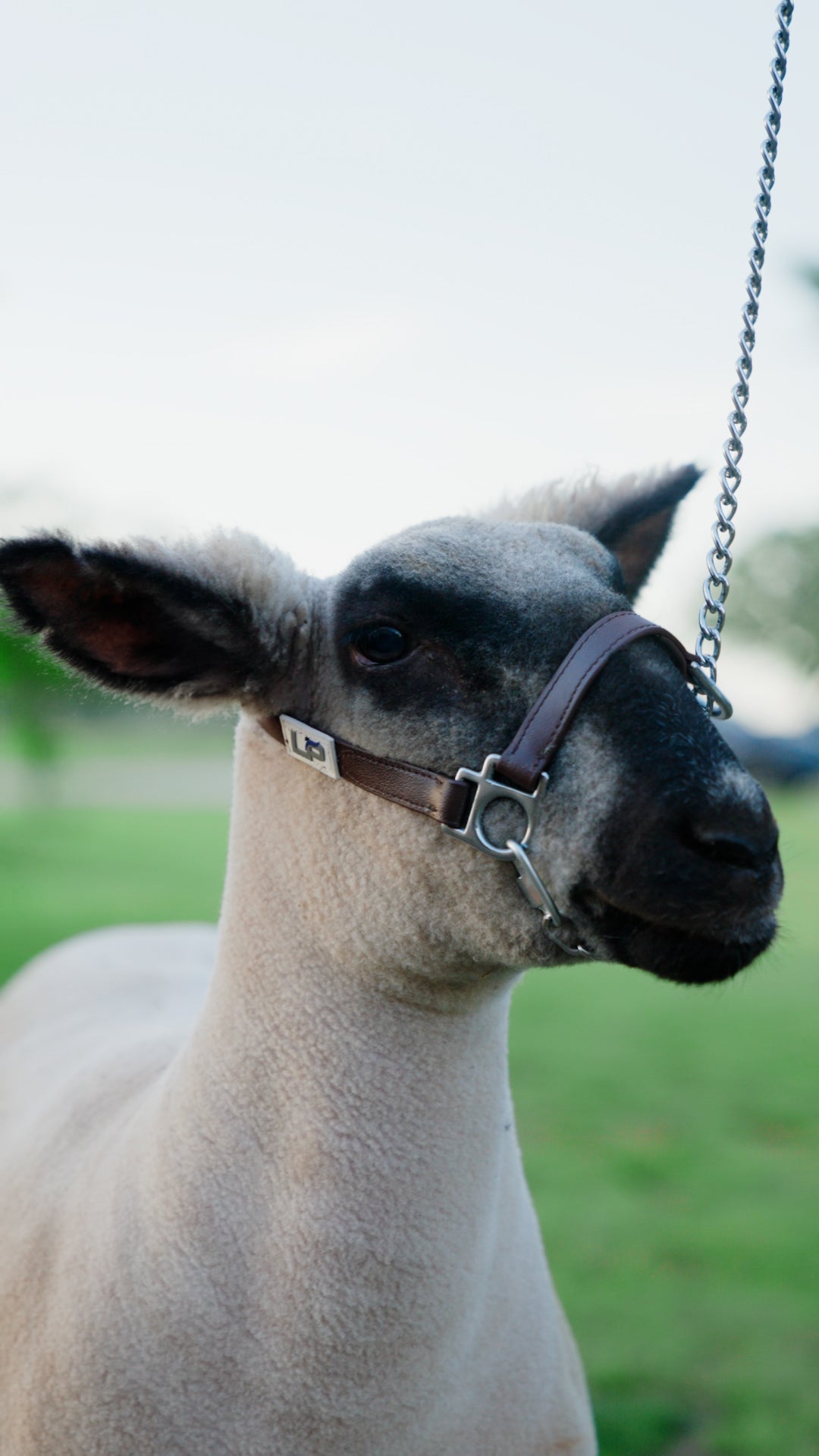 Biothane Chain Halter for lambs and goats