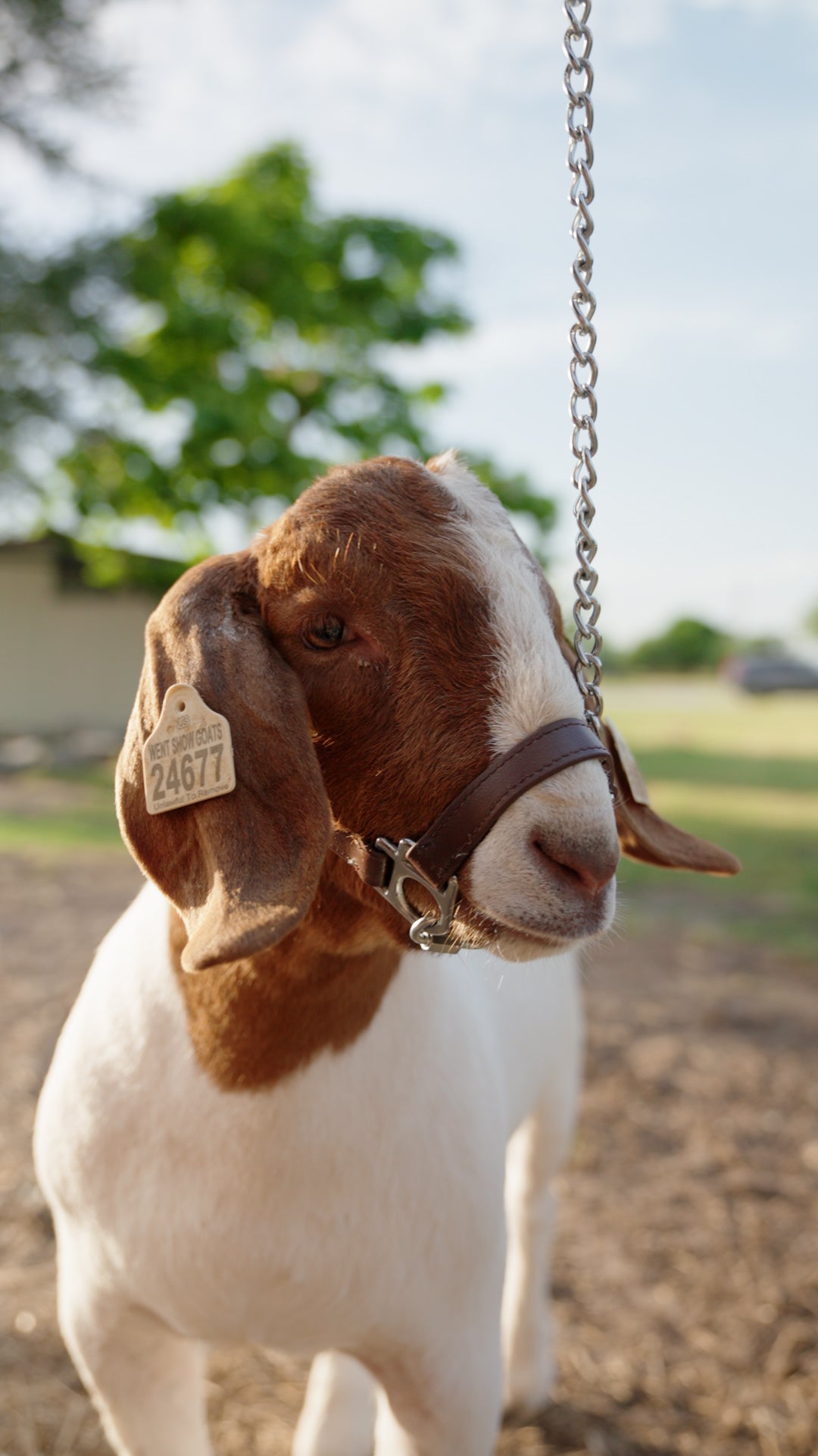 Biothane Chain Halter for lambs and goats