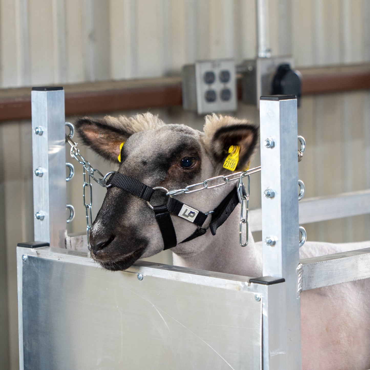 Treadmill Halter