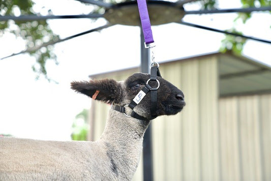 Walker Halter (8 Pack)