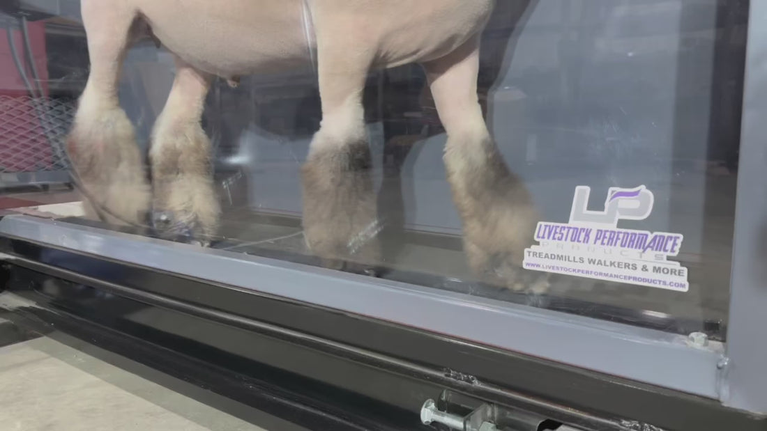 ClearView™ Lamb And Goat Treadmill Livestock Performance Products
