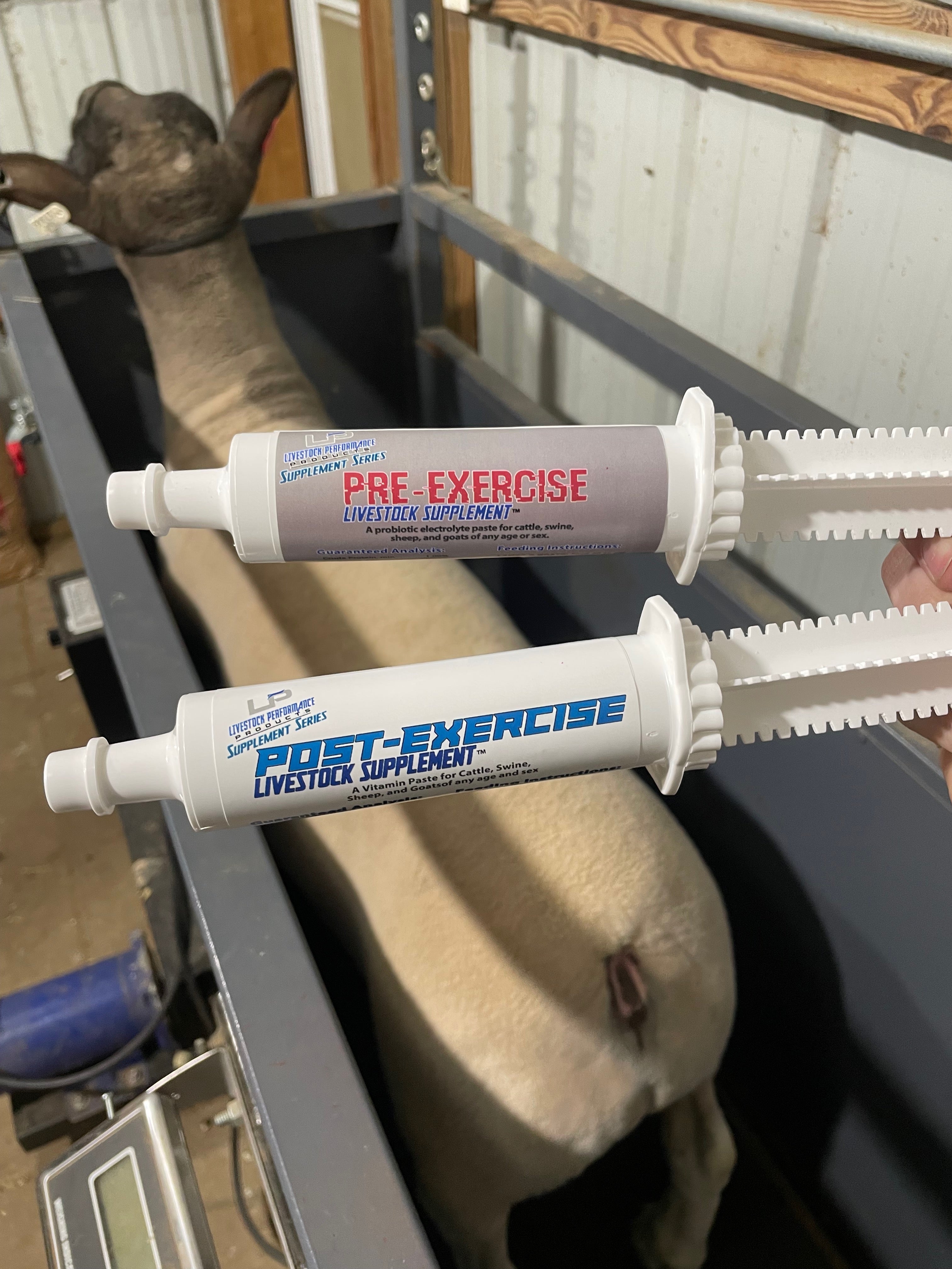 Pre-Exercise Paste (1 Box-15 Tubes)